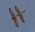 /album/photogallery/shikras-in-courtship-flight-jpg/